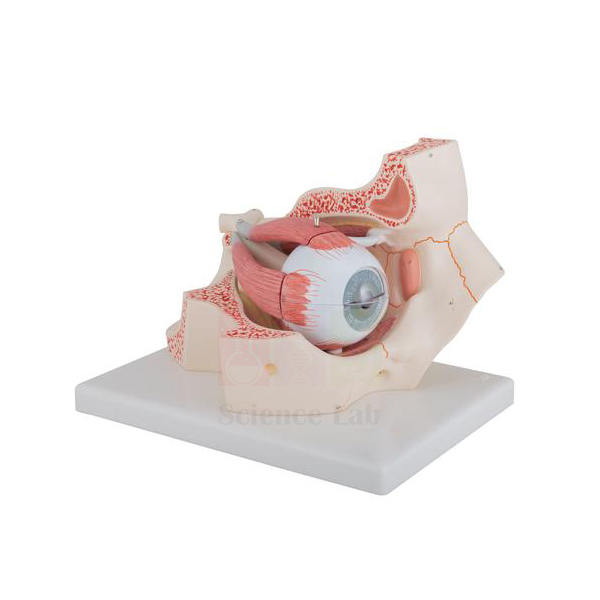 Human Eye in Orbit Model